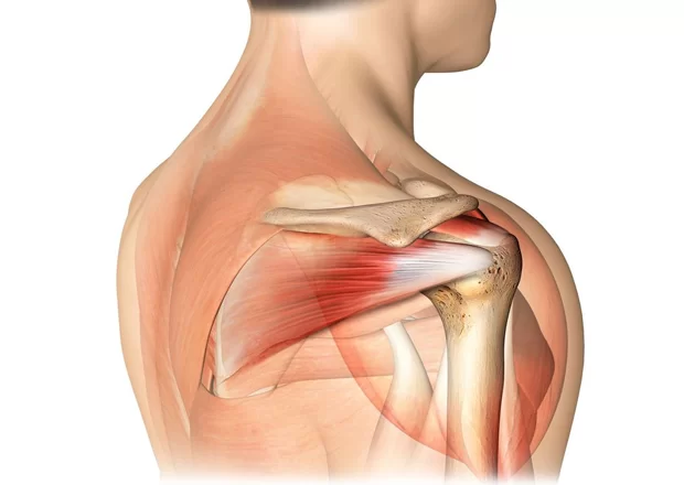 Muscoli della cuffia dei rotatori