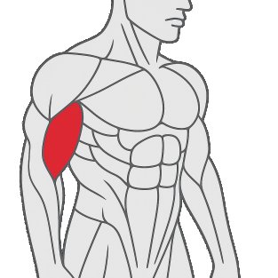 Meilleurs exercices pour travailler le biceps