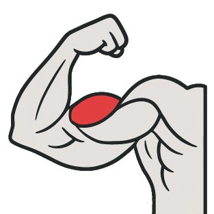 Meilleurs exercices pour travailler le biceps – longue portion