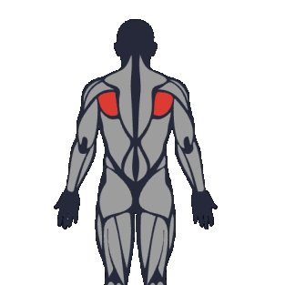 Meilleurs exercices pour travailler le rhomboïde