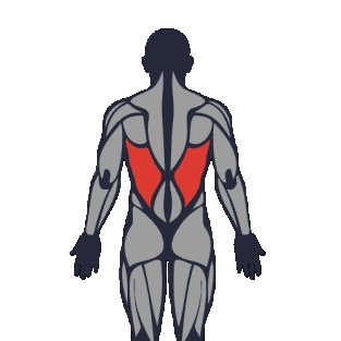 Meilleurs exercices pour travailler le grand dorsal