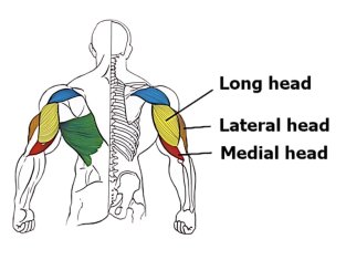 Meilleurs exercices pour travailler le triceps - chef latéral
