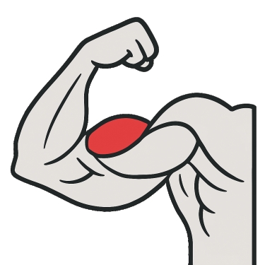 Best exercises to work the biceps – long head