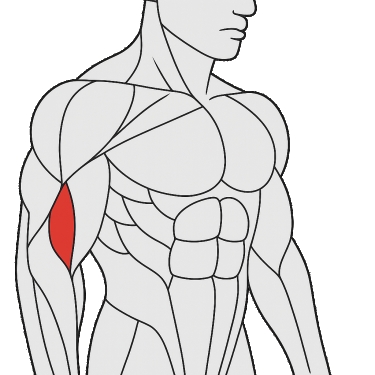Meilleurs exercices pour travailler le brachial